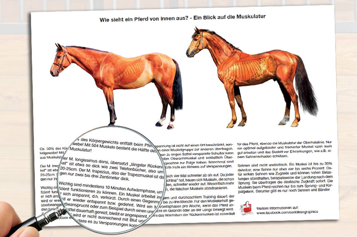 Muskulatur-Plakat Muskulatur-Plakat