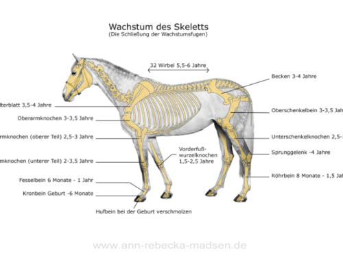 Warum es wichtig ist, dem Pferd vor Ausbildungsbeginn Zeit zu geben