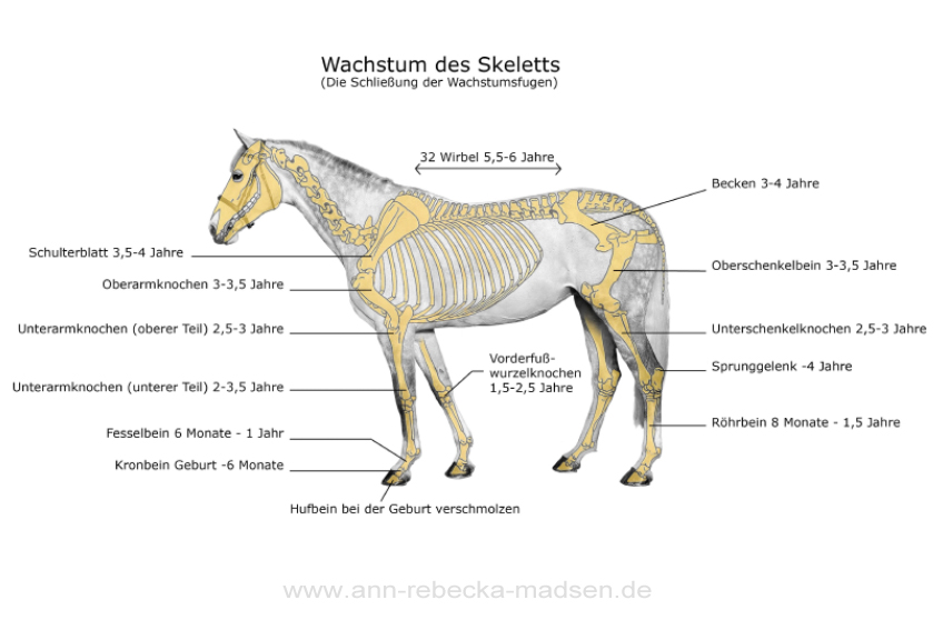 Wachstum beim Pferd