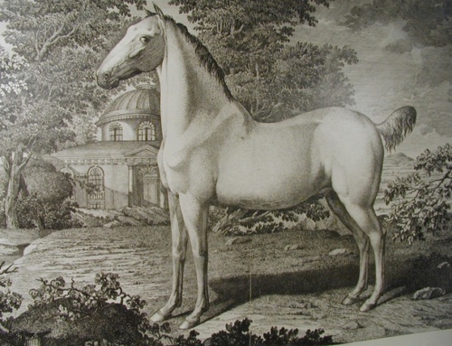 Condé – das letzte königliche Leibreitpferd