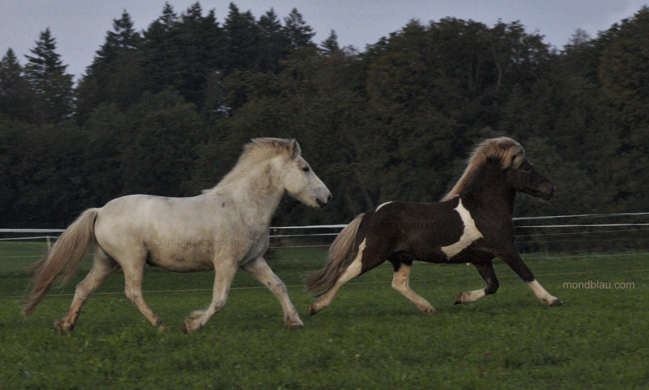 Hypermobiles Pferd Vergleich normales Pferd im Trab